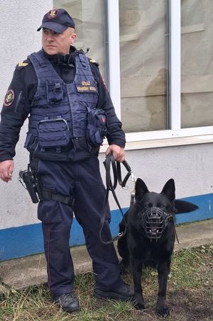 Psy służbowe doskonalą swoje umiejętności w terenie.