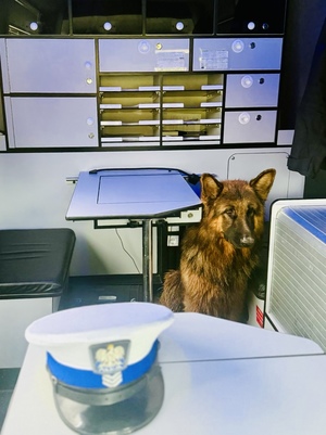 Policjanci złapali zagubione owczarki niemieckie