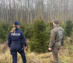 Policjanci i strażnicy leśni sprawdzają gdańskie lasy pod względem kradzieży choinek.
