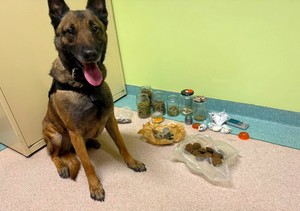 pies służbowy i środki odurzające