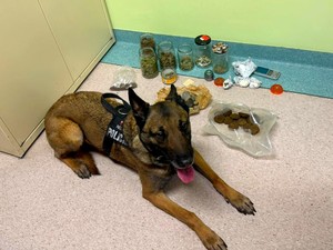 pies służbowy i środki odurzające