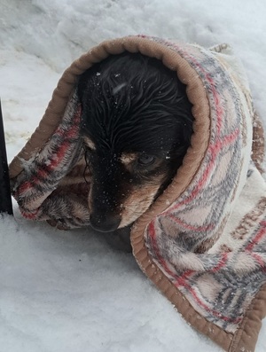 policjantka z uratowanym psem