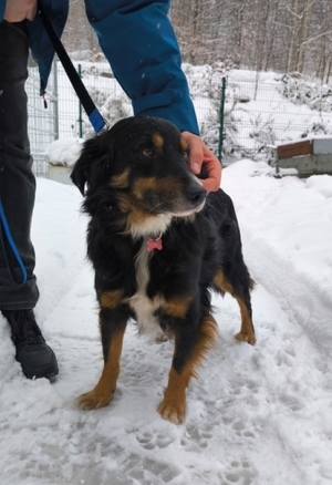 Bił psa łopatą do odśnieżania. Teraz grozi mu do 3 lat pozbawienia wolności.