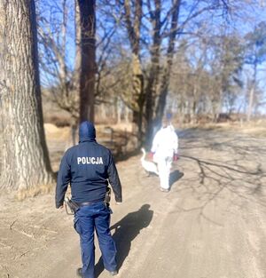 policjanci interweniowali przy chorym łabędziu