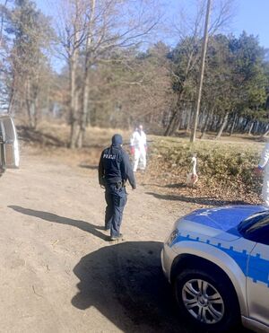 policjanci interweniowali przy chorym łabędziu