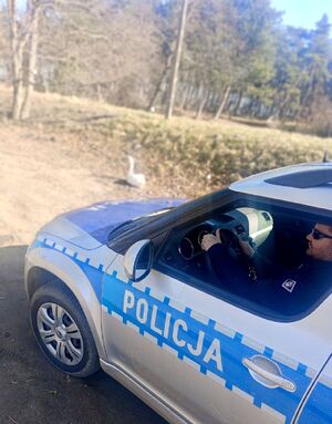 policjanci interweniowali przy chorym łabędziu