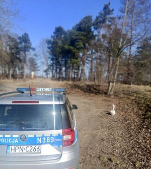 policjanci interweniowali przy chorym łabędziu