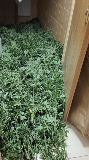 Policjanci zlikwidowali plantację marihuany.