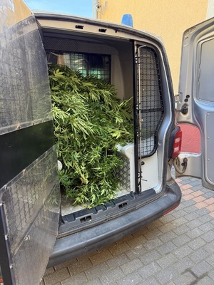 Policjanci zlikwidowali plantację marihuany.