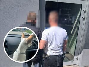 Kradzież psa podczas prac remontowych. Policjanci odzyskali czworonożnego pupila.