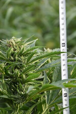 Ponad 4 kilogramy suszu, ciasteczka z THC i 39 roślin konopi.