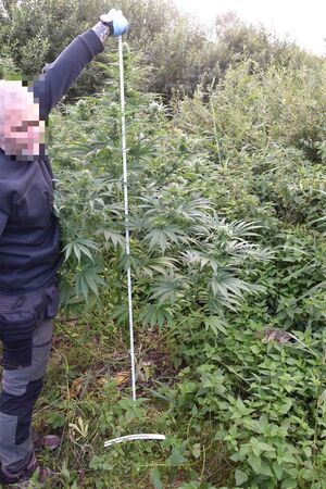 Ponad 4 kilogramy suszu, ciasteczka z THC i 39 roślin konopi.