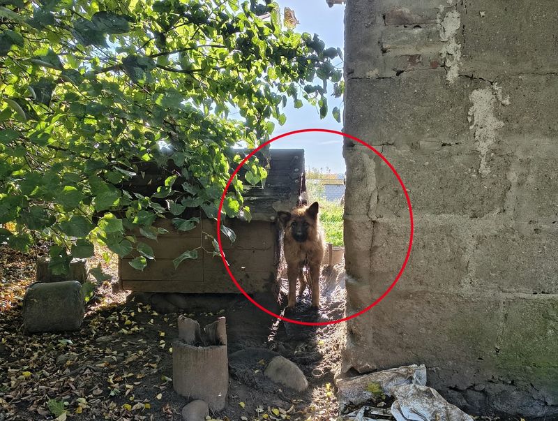 Trzy psy zabezpieczone przez policjantów i OTOZ Animals na terenie powiatu wejherowskiego – 49-latek niebawem usłyszy zarzuty za znęcanie nad nimi